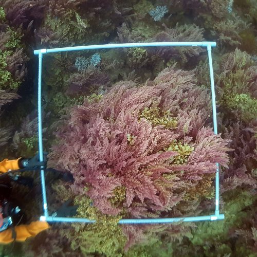 多種に及ぶ海藻