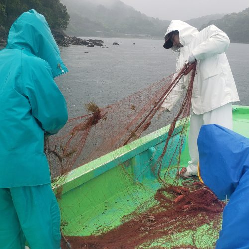 漁師による藻食魚駆除作業